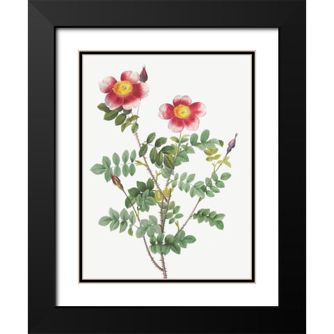 Burnet Rose, Rosa pimpinellifolia flore variegato Black Modern Wood Framed Art Print with Double Matting by Redoute, Pierre Joseph