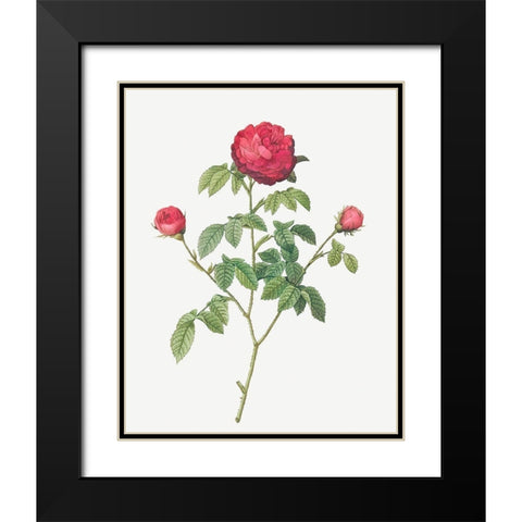 Purple Agatha, Little Violet Buttercup, Rosa Gallica agatha Black Modern Wood Framed Art Print with Double Matting by Redoute, Pierre Joseph