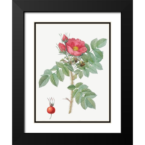 Kamtschatka Rose, Rosa kamtschatica Black Modern Wood Framed Art Print with Double Matting by Redoute, Pierre Joseph