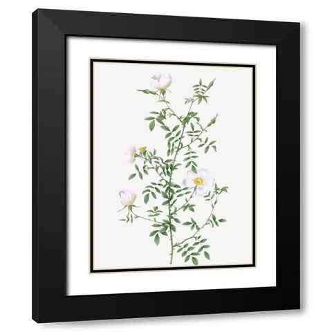 Myrtle Leaved Hedge Rose, Roses of Hayes with Myrtle Leaves, Rosa sepium Myrtifolia Black Modern Wood Framed Art Print with Double Matting by Redoute, Pierre Joseph