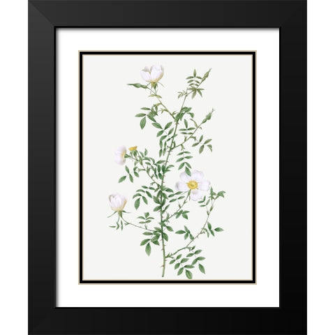 Myrtle Leaved Hedge Rose, Roses of Hayes with Myrtle Leaves, Rosa sepium Myrtifolia Black Modern Wood Framed Art Print with Double Matting by Redoute, Pierre Joseph