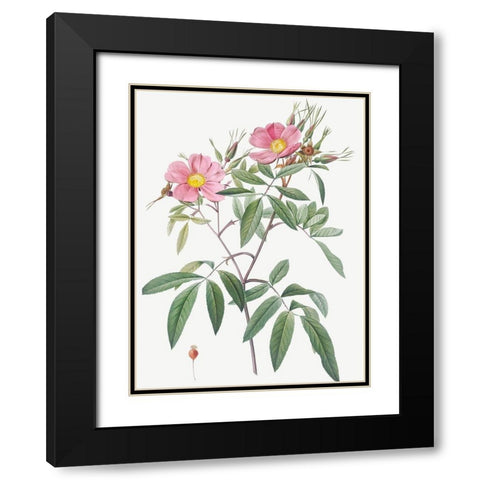 Swamp Rose, Hudson Rose with Willow Leaves, Rosa hudsoniana salicifolia Black Modern Wood Framed Art Print with Double Matting by Redoute, Pierre Joseph