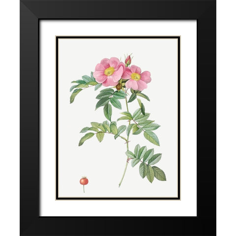 Rosa lucida, Shining Rose Black Modern Wood Framed Art Print with Double Matting by Redoute, Pierre Joseph