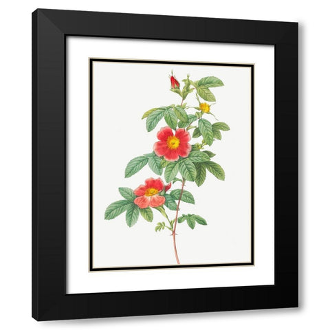 Rosa majalis, Single May Rose, Rosa Cinnamomea flore simplici Black Modern Wood Framed Art Print with Double Matting by Redoute, Pierre Joseph