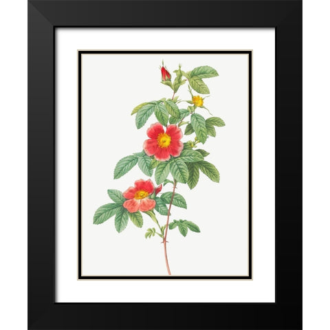 Rosa majalis, Single May Rose, Rosa Cinnamomea flore simplici Black Modern Wood Framed Art Print with Double Matting by Redoute, Pierre Joseph