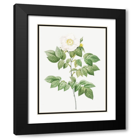 Leschenaults Rose, Rose Bush, Rosa sempervirens leschenaultiana Black Modern Wood Framed Art Print with Double Matting by Redoute, Pierre Joseph