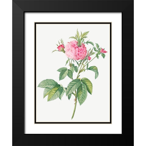 Agatha rose, Rosa gallica Agatha Black Modern Wood Framed Art Print with Double Matting by Redoute, Pierre Joseph