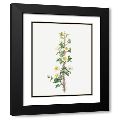 Scotch Rose, Rose tree with a thousand thorns, Rosa myriacantha Black Modern Wood Framed Art Print with Double Matting by Redoute, Pierre Joseph
