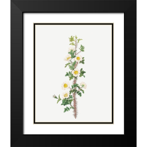 Scotch Rose, Rose tree with a thousand thorns, Rosa myriacantha Black Modern Wood Framed Art Print with Double Matting by Redoute, Pierre Joseph