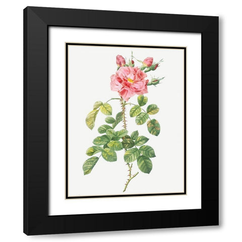 Four Seasons Rose, Rosa bifera variegata Black Modern Wood Framed Art Print with Double Matting by Redoute, Pierre Joseph