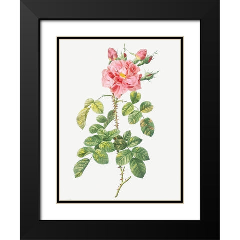 Four Seasons Rose, Rosa bifera variegata Black Modern Wood Framed Art Print with Double Matting by Redoute, Pierre Joseph