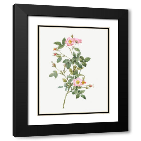Pale Pink Pompon Rose, Rosa pomponia flore subsimplici Black Modern Wood Framed Art Print with Double Matting by Redoute, Pierre Joseph