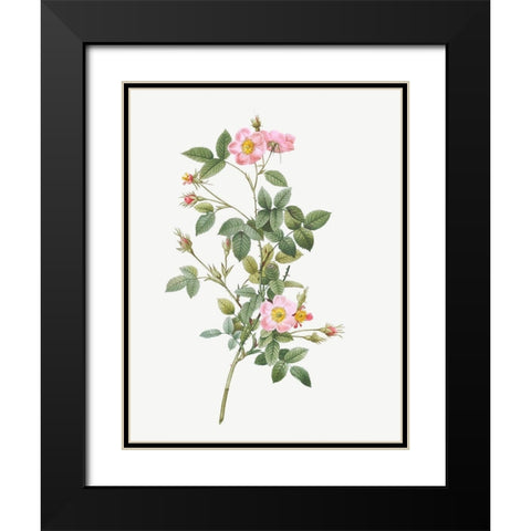 Pale Pink Pompon Rose, Rosa pomponia flore subsimplici Black Modern Wood Framed Art Print with Double Matting by Redoute, Pierre Joseph