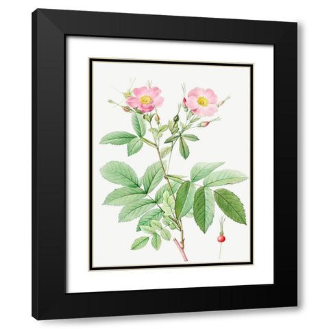 Alpine Rose, Alpine Rose with Penduncle and Glaborous Calyx Black Modern Wood Framed Art Print with Double Matting by Redoute, Pierre Joseph