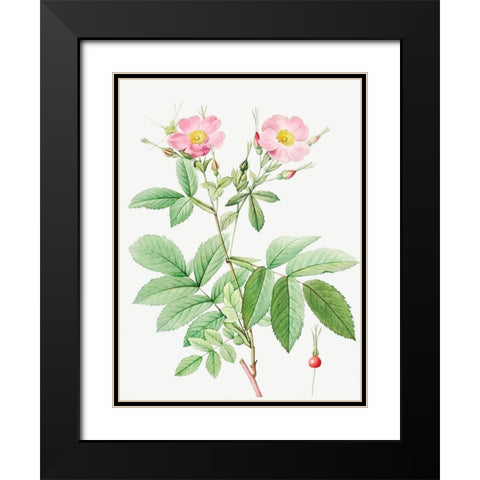 Alpine Rose, Alpine Rose with Penduncle and Glaborous Calyx Black Modern Wood Framed Art Print with Double Matting by Redoute, Pierre Joseph
