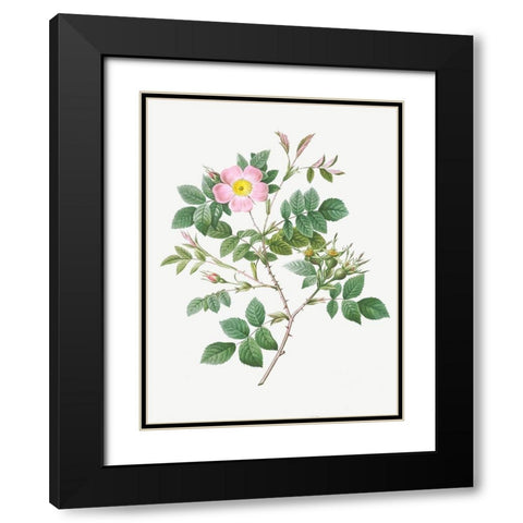 Malmedy Rose, Rosa Malmundariensis Black Modern Wood Framed Art Print with Double Matting by Redoute, Pierre Joseph