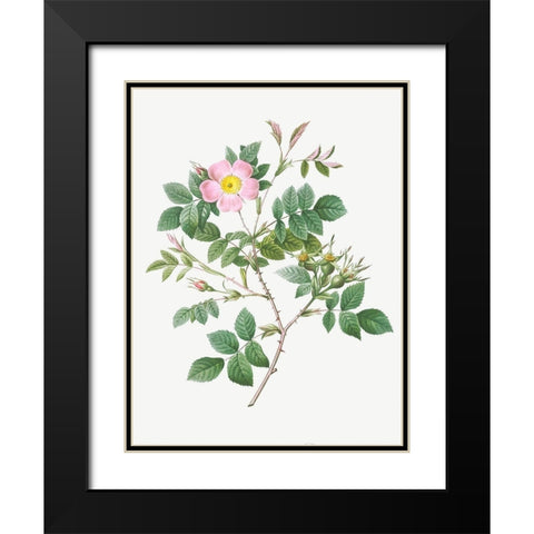 Malmedy Rose, Rosa Malmundariensis Black Modern Wood Framed Art Print with Double Matting by Redoute, Pierre Joseph