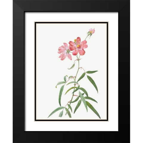 Peach Leafed Rose, Rosa longifolia Black Modern Wood Framed Art Print with Double Matting by Redoute, Pierre Joseph