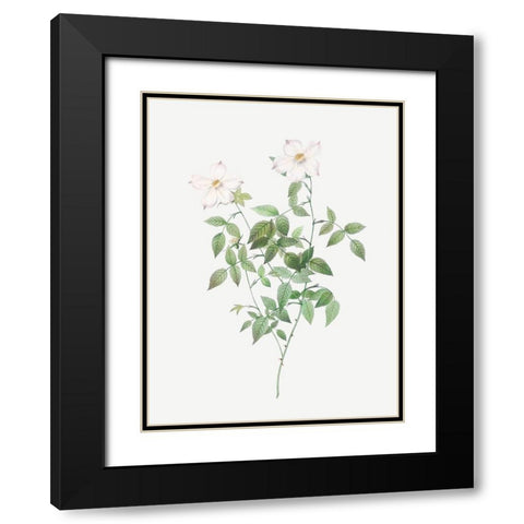 Rosa indica acuminata, Rosebush with Sharp Petals Black Modern Wood Framed Art Print with Double Matting by Redoute, Pierre Joseph