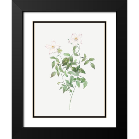 Rosa indica acuminata, Rosebush with Sharp Petals Black Modern Wood Framed Art Print with Double Matting by Redoute, Pierre Joseph