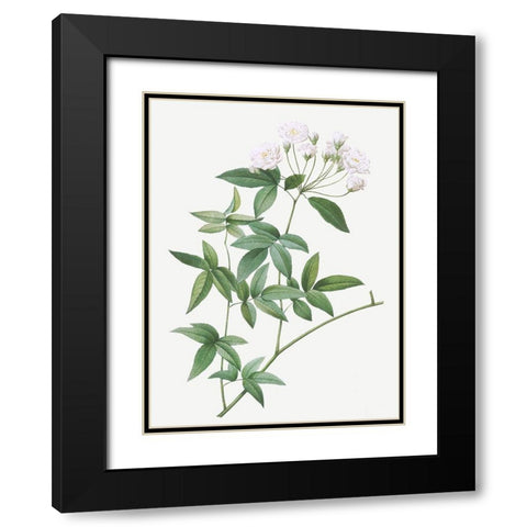Lady Banks rose, Rosa banksiae Black Modern Wood Framed Art Print with Double Matting by Redoute, Pierre Joseph