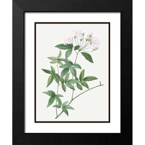 Lady Banks rose, Rosa banksiae Black Modern Wood Framed Art Print with Double Matting by Redoute, Pierre Joseph