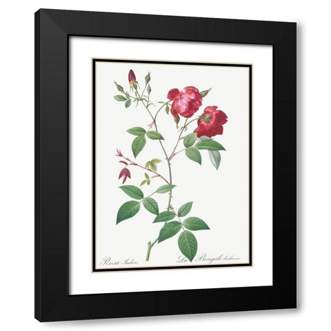 Velvet China Rose, Rosa indica Black Modern Wood Framed Art Print with Double Matting by Redoute, Pierre Joseph