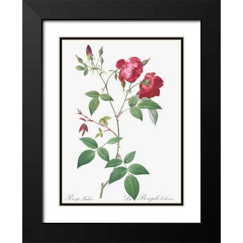 Velvet China Rose, Rosa indica Black Modern Wood Framed Art Print with Double Matting by Redoute, Pierre Joseph