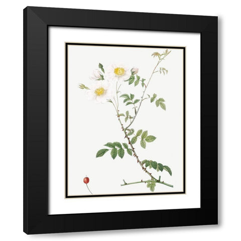 Field Rose, Rosebush with Ovoid Fruits, Rosa arvensis ovata Black Modern Wood Framed Art Print with Double Matting by Redoute, Pierre Joseph