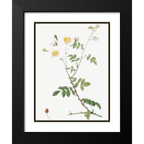 Field Rose, Rosebush with Ovoid Fruits, Rosa arvensis ovata Black Modern Wood Framed Art Print with Double Matting by Redoute, Pierre Joseph