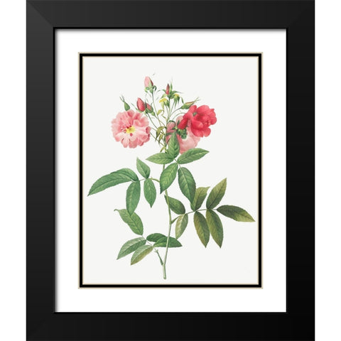Subcorymbose Hudson Rose, Rosa Hudsoniana Subcorymbosa Black Modern Wood Framed Art Print with Double Matting by Redoute, Pierre Joseph
