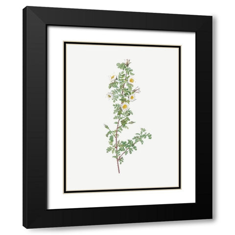 Burnet Rose, Rosa pimpinellifolia pumila Black Modern Wood Framed Art Print with Double Matting by Redoute, Pierre Joseph
