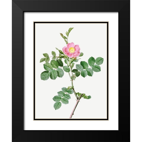 Sweet-Brier Rosebush, Rosa rubiginosa cretica Black Modern Wood Framed Art Print with Double Matting by Redoute, Pierre Joseph