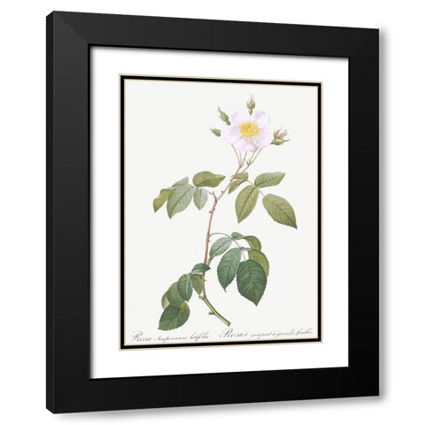 Big Leaved Climbing Rose, Rosa sempervirens latifolia Black Modern Wood Framed Art Print with Double Matting by Redoute, Pierre Joseph