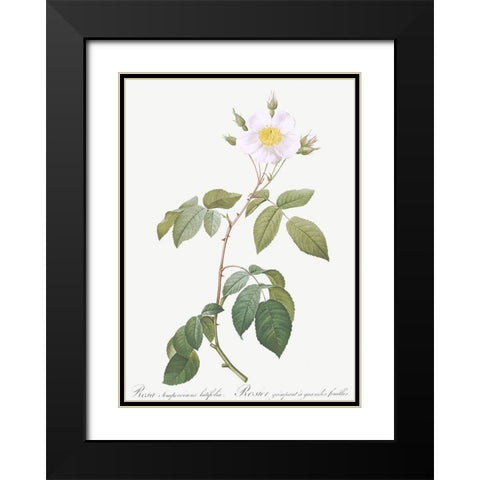 Big Leaved Climbing Rose, Rosa sempervirens latifolia Black Modern Wood Framed Art Print with Double Matting by Redoute, Pierre Joseph