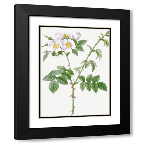 White Flowered Rose, Rosa leucantha Black Modern Wood Framed Art Print with Double Matting by Redoute, Pierre Joseph
