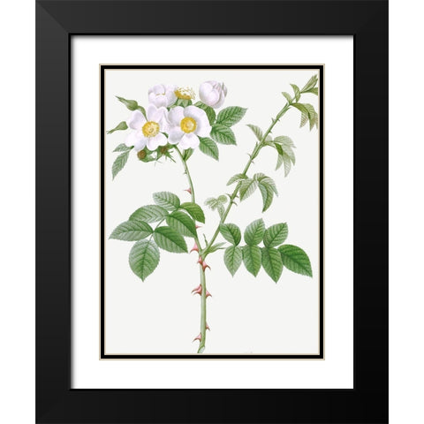 White Flowered Rose, Rosa leucantha Black Modern Wood Framed Art Print with Double Matting by Redoute, Pierre Joseph