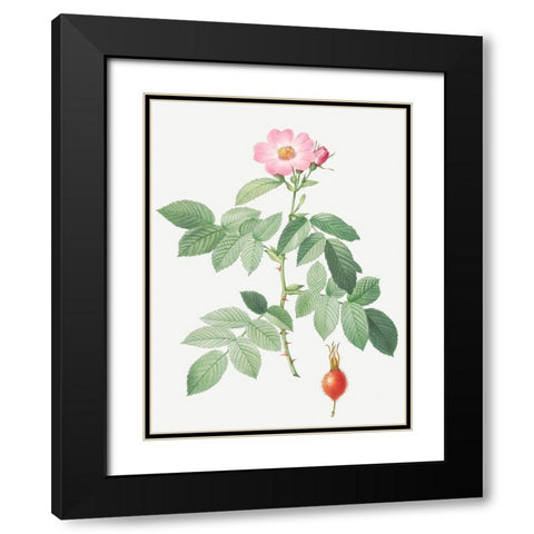 The Apple Rose, Rosa villosa Black Modern Wood Framed Art Print with Double Matting by Redoute, Pierre Joseph