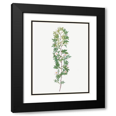 Cuspidate Rose, Rosa aciphylla Black Modern Wood Framed Art Print with Double Matting by Redoute, Pierre Joseph