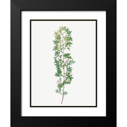 Cuspidate Rose, Rosa aciphylla Black Modern Wood Framed Art Print with Double Matting by Redoute, Pierre Joseph