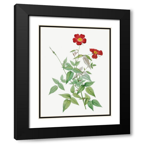 Rose, Rosebush, Rosa indica Black Modern Wood Framed Art Print with Double Matting by Redoute, Pierre Joseph