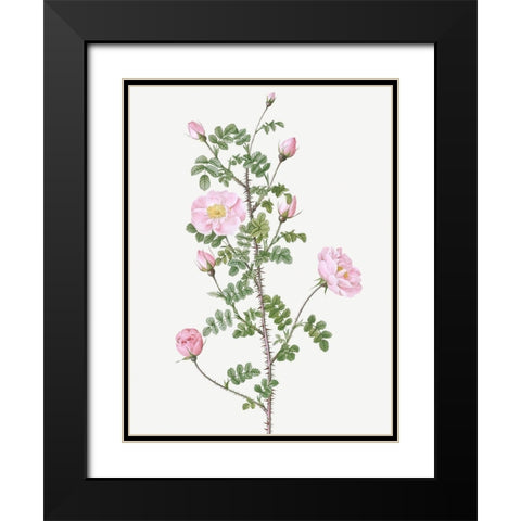 Double Pink Scotch Briar, Red Pimple Rose, Rosa pimpinellifolia rubra Black Modern Wood Framed Art Print with Double Matting by Redoute, Pierre Joseph