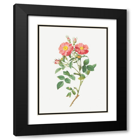 Queen Elizabeths Sweetbriar, Rosehip of Queen Elizabeth, Rosa rubiginosa zabeth Black Modern Wood Framed Art Print with Double Matting by Redoute, Pierre Joseph