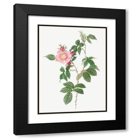 Dog Rose, Big Flowered Dog Rose, Rosa canina grandiflora Black Modern Wood Framed Art Print with Double Matting by Redoute, Pierre Joseph