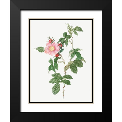 Dog Rose, Big Flowered Dog Rose, Rosa canina grandiflora Black Modern Wood Framed Art Print with Double Matting by Redoute, Pierre Joseph