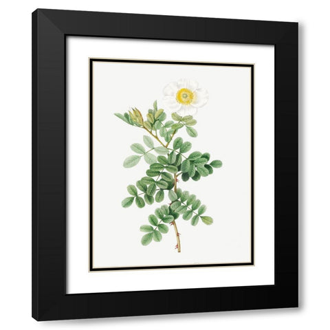 Macartney Rose, Rosa bracteata Black Modern Wood Framed Art Print with Double Matting by Redoute, Pierre Joseph