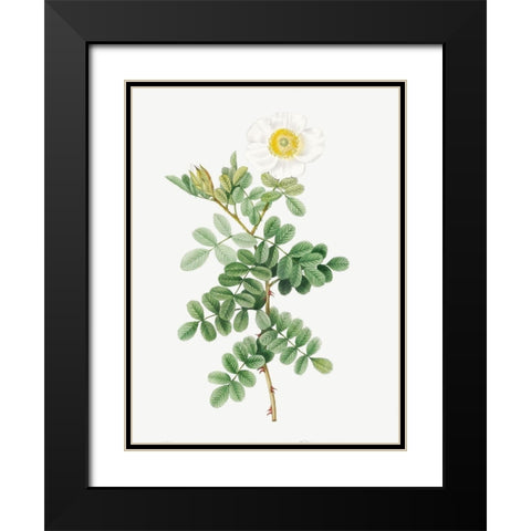 Macartney Rose, Rosa bracteata Black Modern Wood Framed Art Print with Double Matting by Redoute, Pierre Joseph