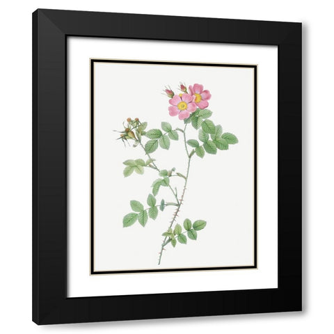 Sweetbriar, Rusty Rose with Three Flowers, Rosa rubiginosa triflora Black Modern Wood Framed Art Print with Double Matting by Redoute, Pierre Joseph