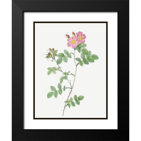 Sweetbriar, Rusty Rose with Three Flowers, Rosa rubiginosa triflora Black Modern Wood Framed Art Print with Double Matting by Redoute, Pierre Joseph