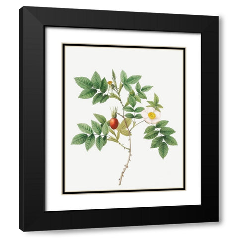 Bidentate Mountain Rose, Mountain Rose with Toothed Leaflets Black Modern Wood Framed Art Print with Double Matting by Redoute, Pierre Joseph